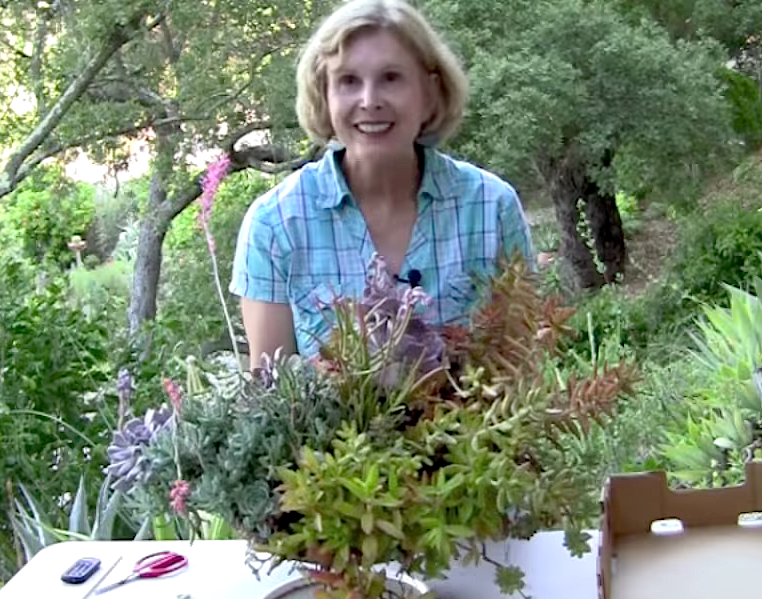 How to Refresh Overgrown Succulents