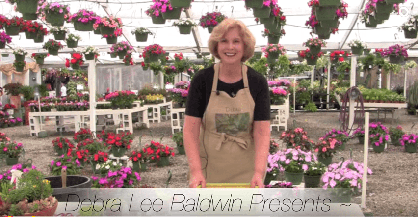 Designing with succulents in pots