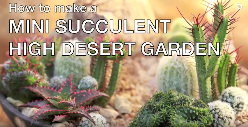 How to Make a Mini Succulent High Desert Garden