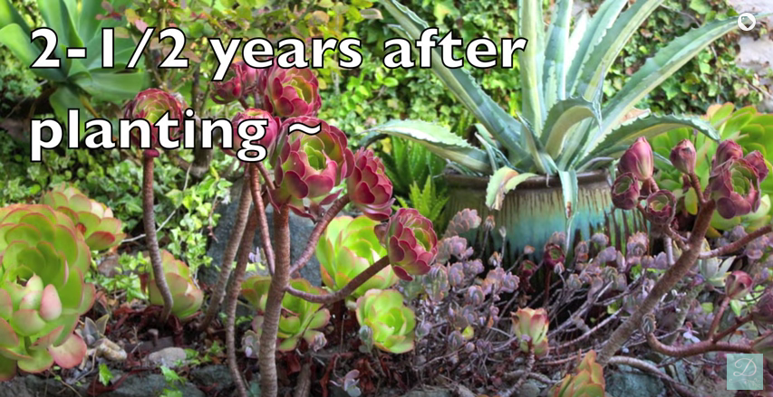 How to prune succulents