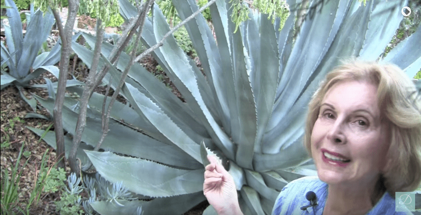 Debra Lee Baldwin's agave