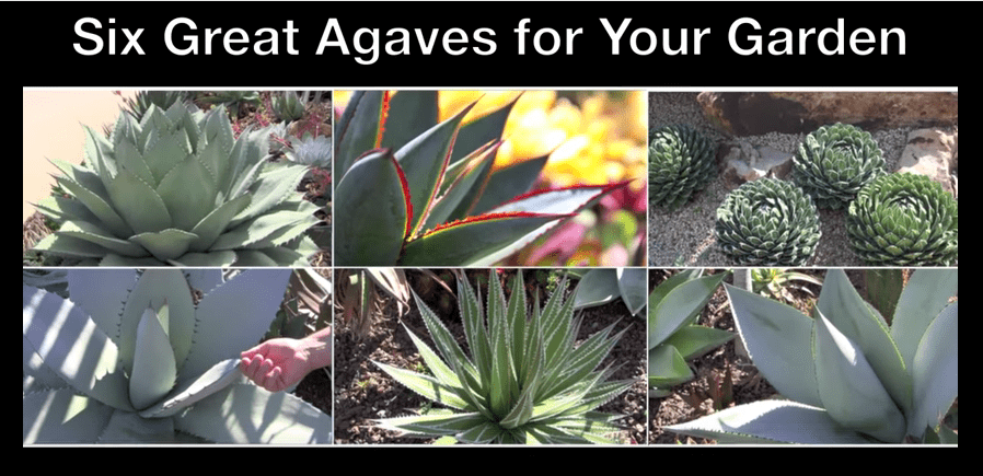 Expert advice on agaves for gardens