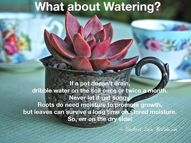 Yes, you CAN grow succulents in nondraining containers!
