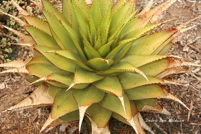 Cold Weather Care for Garden Succulents 