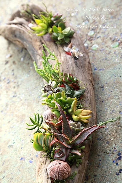 Succulent driftwood design 