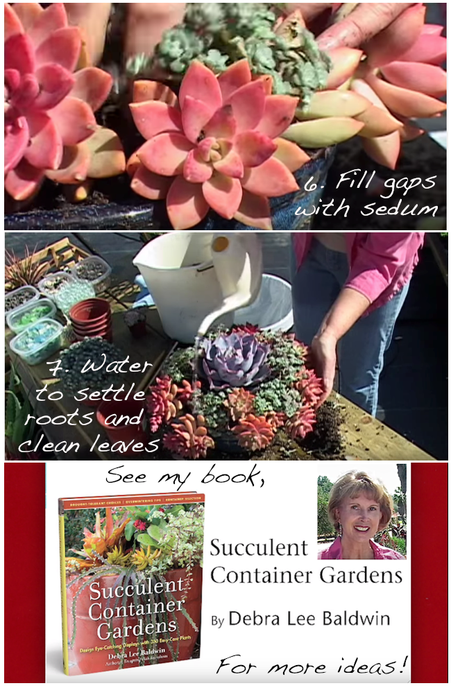 DIY Quick, Easy, Colorful Succulent Container Garden