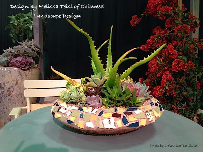 Potted aloe garden by Chicweed