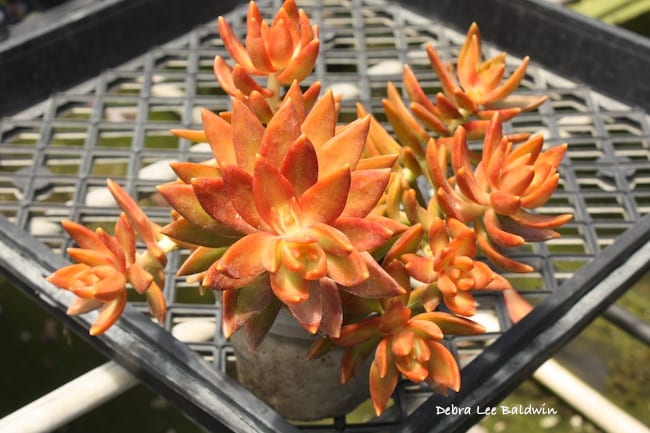 Succulent ready for cuttings