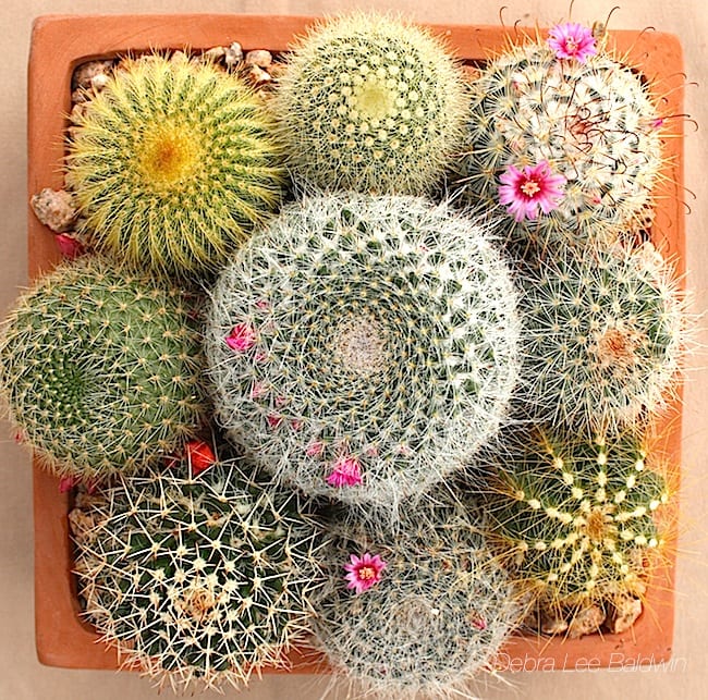 Cacti in square pot