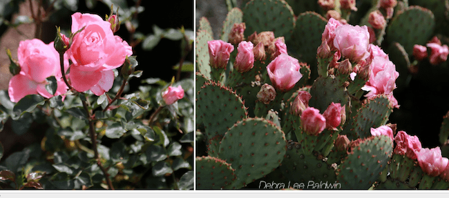 Cactus flowers look like roses
