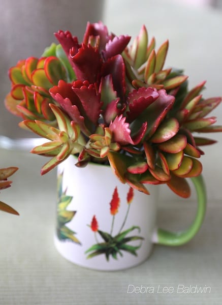 Succulent coffee mug bouquet