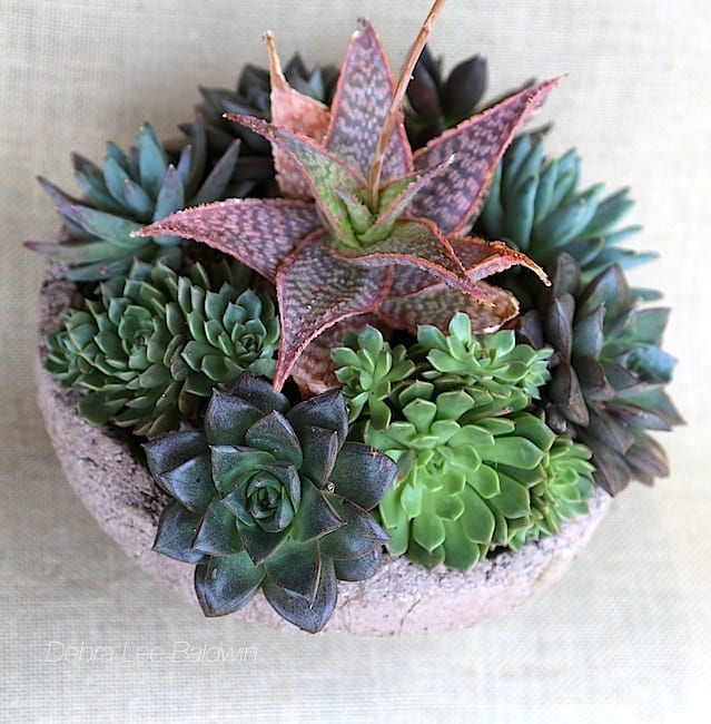 Succulent arrangement