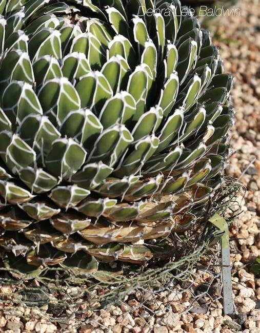 Chicken wire protects the roots of an agave from gophers.