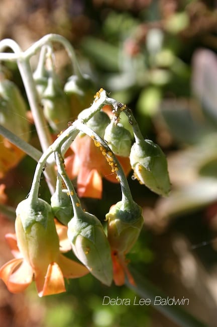 Aphids infest a cotyledon's flower buds
