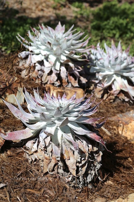 Dead, dry lower leaves are normal on dudleyas and other rosette succulents