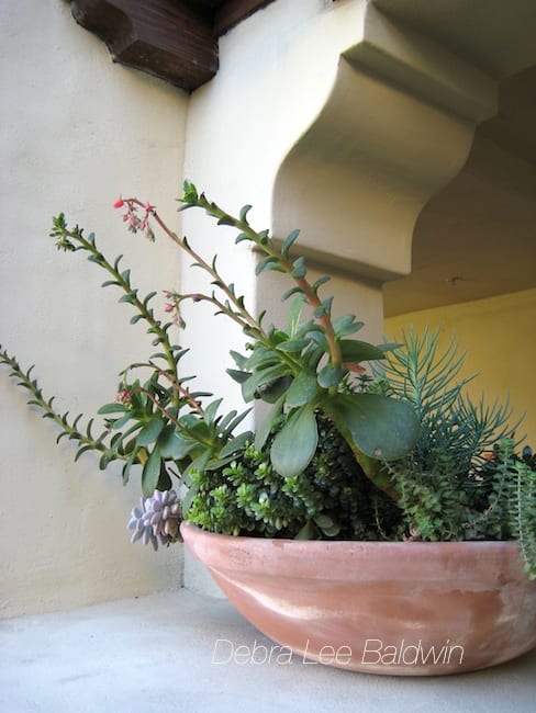 Echeverias show stretched growth indicative of too little light (etiolation)