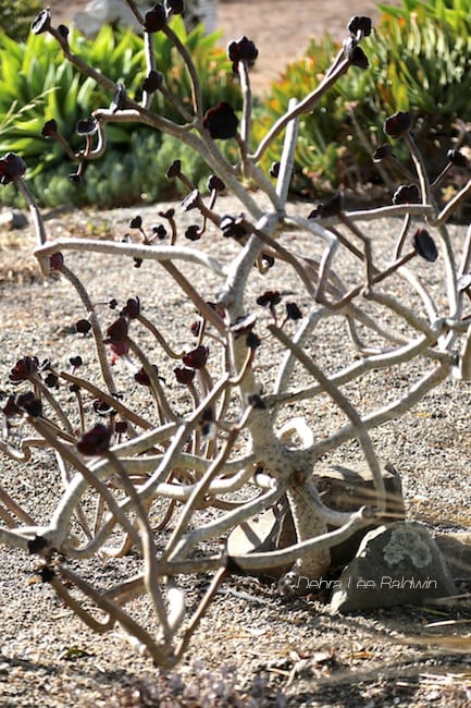 Leggy, leafless stems are a normal growth pattern for many succulents, including Aeonium 'Zwartkop'