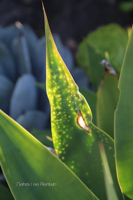 Leaf of Agave attenuata damaged by frost