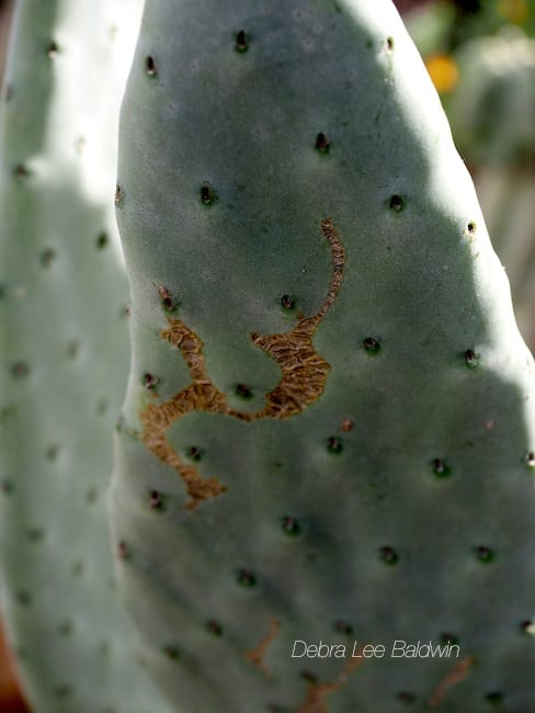 Rapid growth caused cells near the skin to stretch and break.
