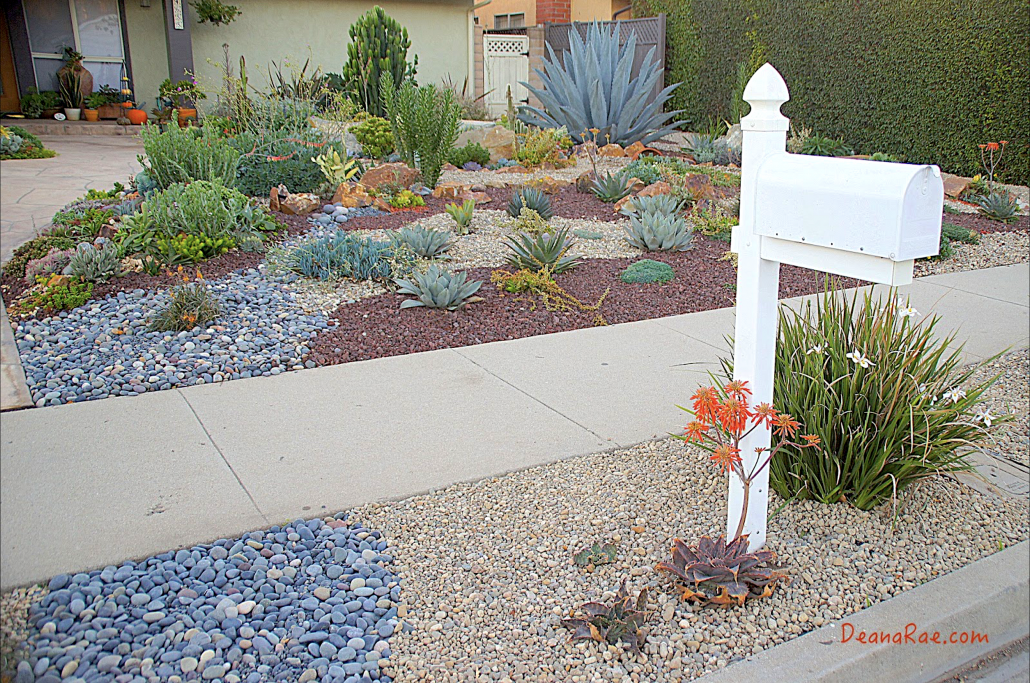 succulent front yard succulents parkway essentials ten strip rocks gravel