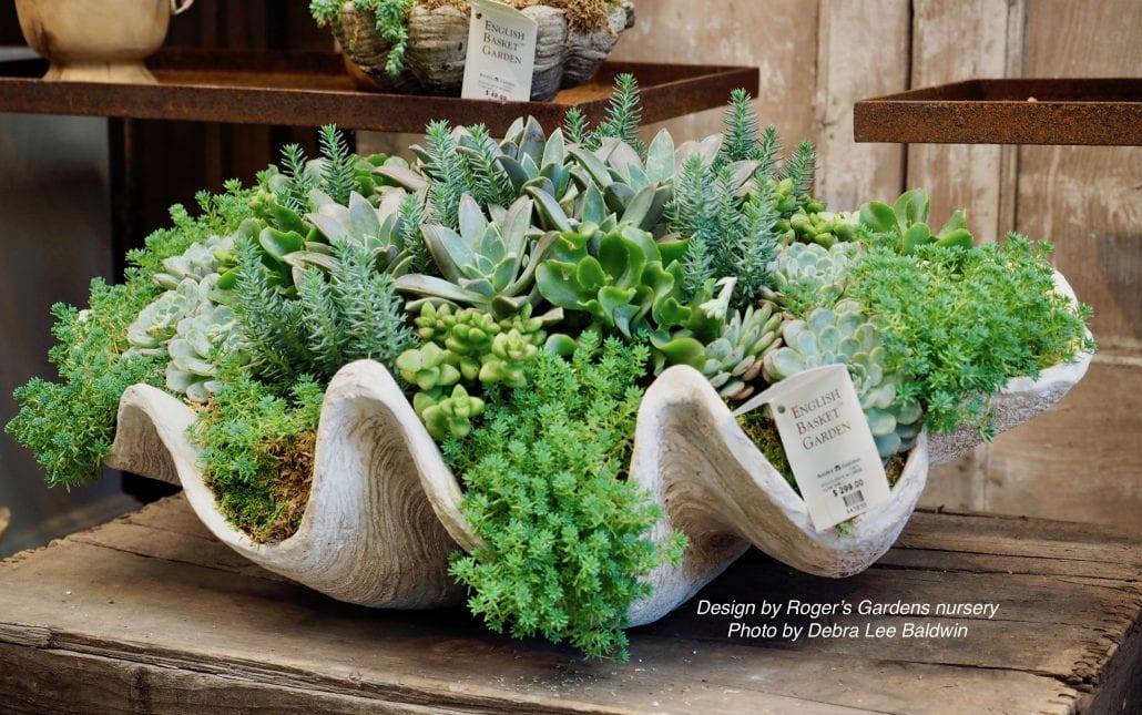 Undersea-themed succulent-planted clamshell