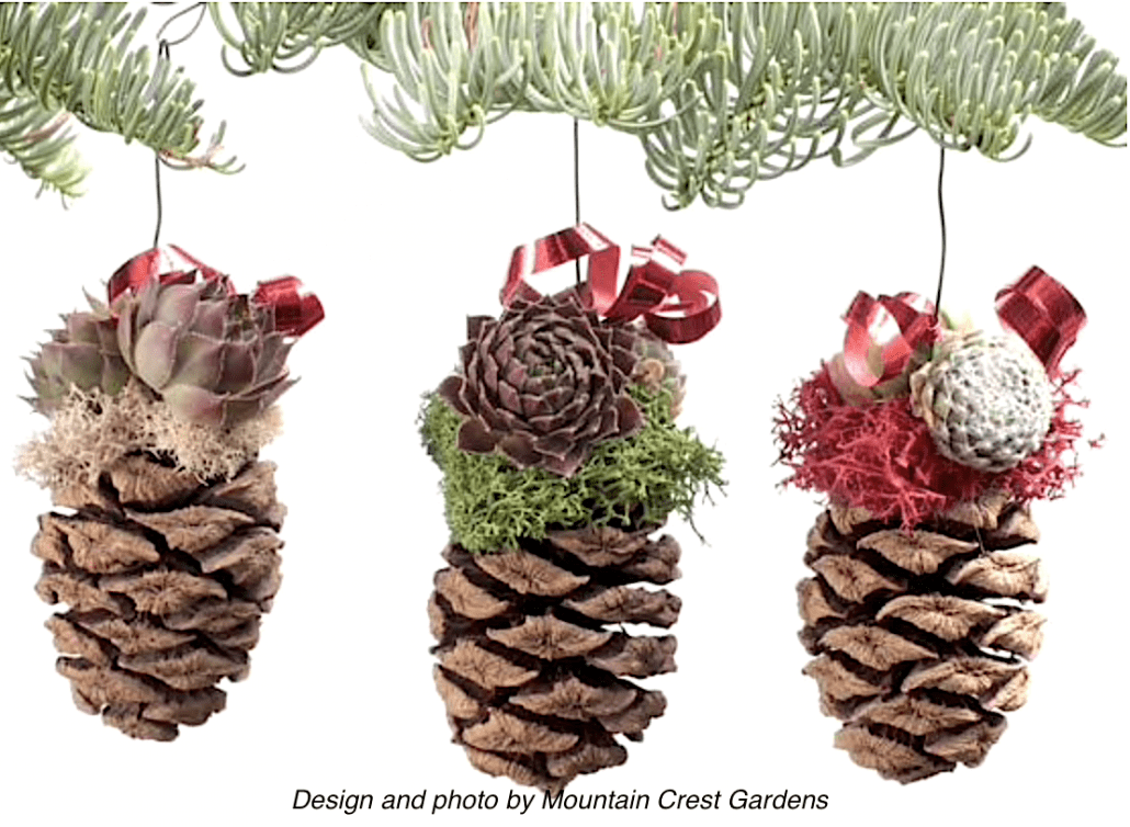 Succulent pine cone ornaments 