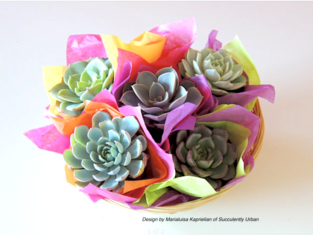 Gifts for Succulent Lovers