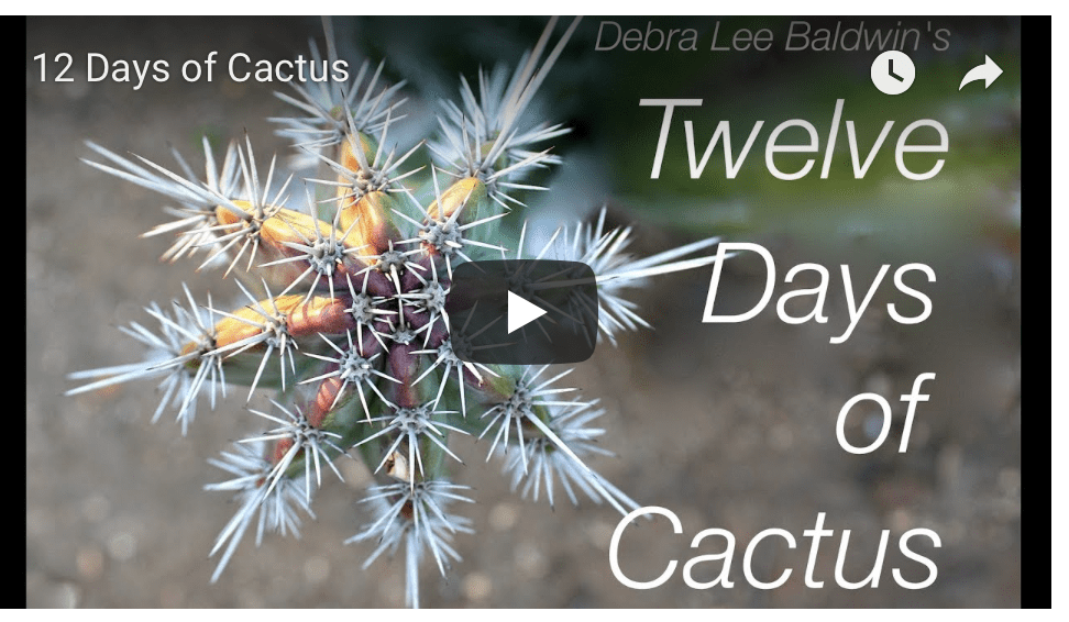 12 Days of Cactus