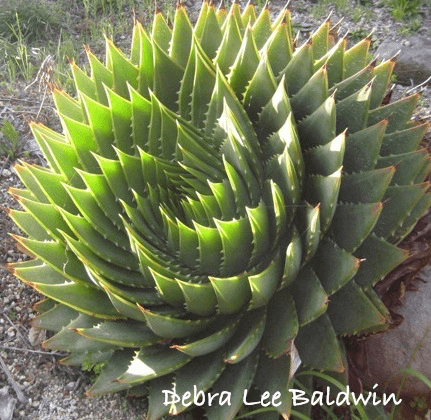 Succulent spiral