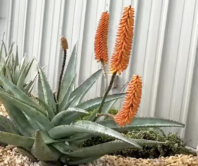 Tough Succulents For Streetside Gardens Debra Lee Baldwin