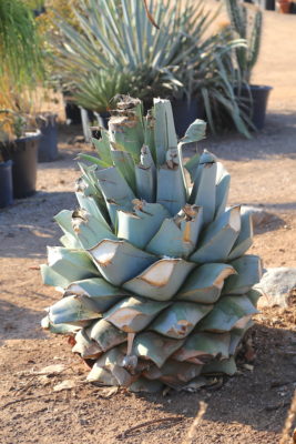 Your Agave's Blooming-Now What? - Debra Lee Baldwin