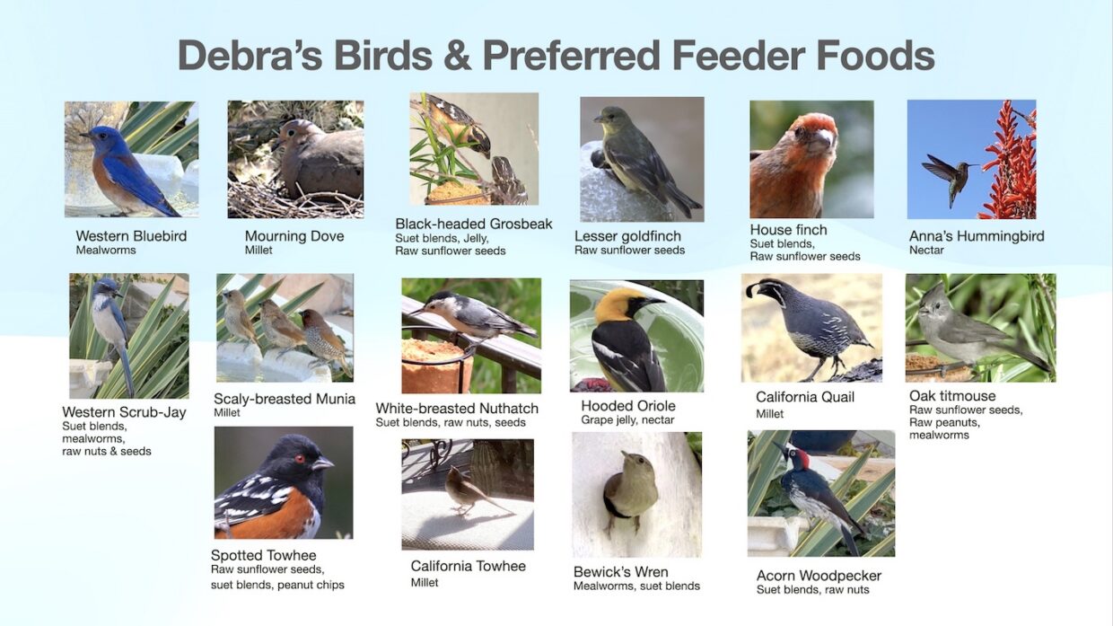 16 CA backyard birds, photos and preferred foods (c) Debra Lee Baldwin