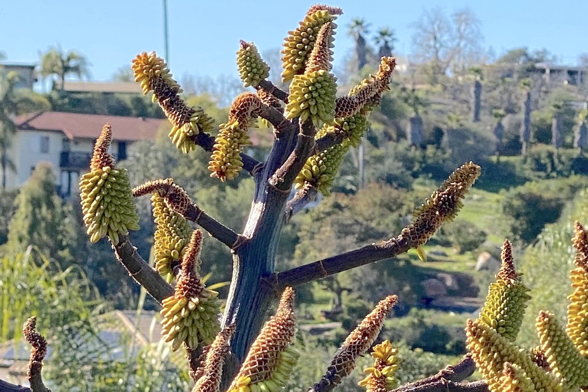 Aloe buds curl and wither due to bud rot (c) Debra Lee Baldwin