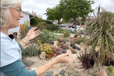 DIY succulent garden (c) Debra Lee Baldwin