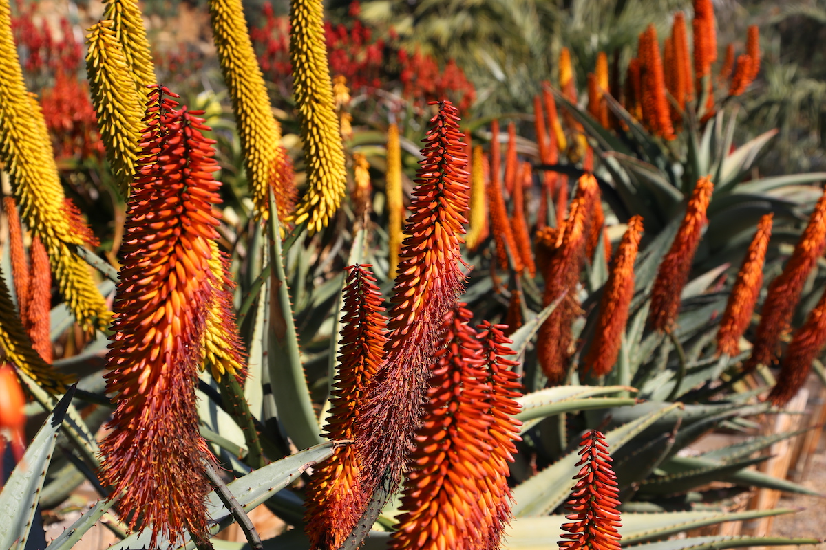 Aloe flowers (c) Debra Lee Baldwin