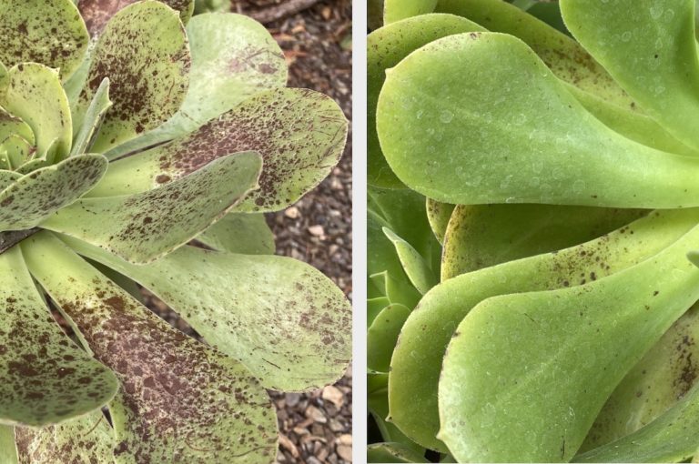 Succulent Plant Pests, Diseases, Problems Symptoms & Solutions