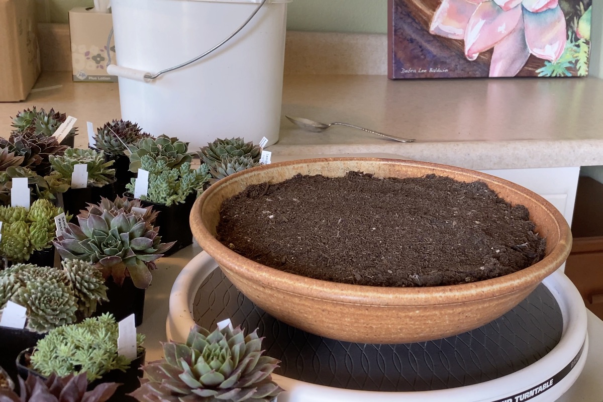 Materials for succulent bowl arrangement