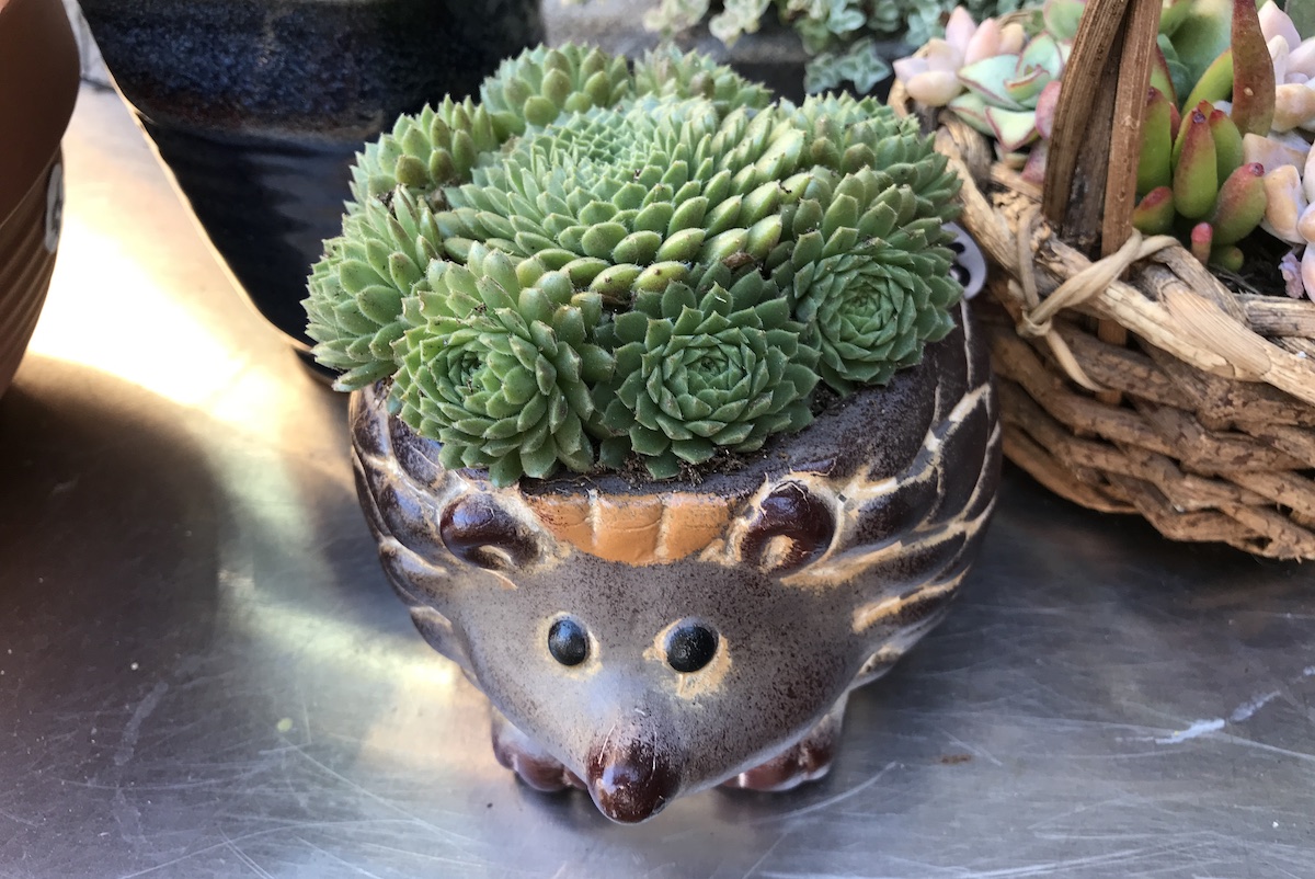 Succulents in hedgehog pot (c) Debra Lee Baldwin