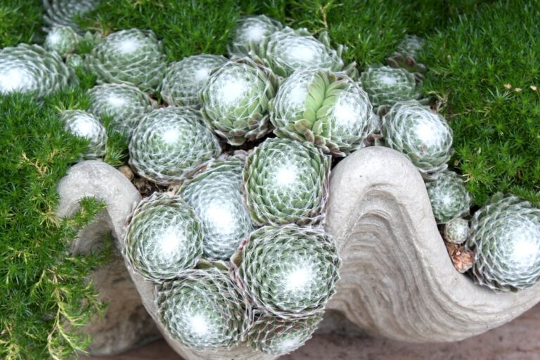 Succulents with white webbing in clam shell (c) Debra Lee Baldwin