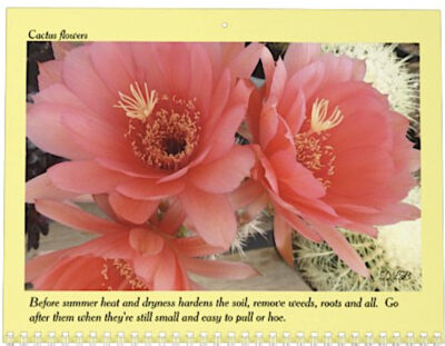 Cactus flowers and care tips (c) Debra Lee Baldwin