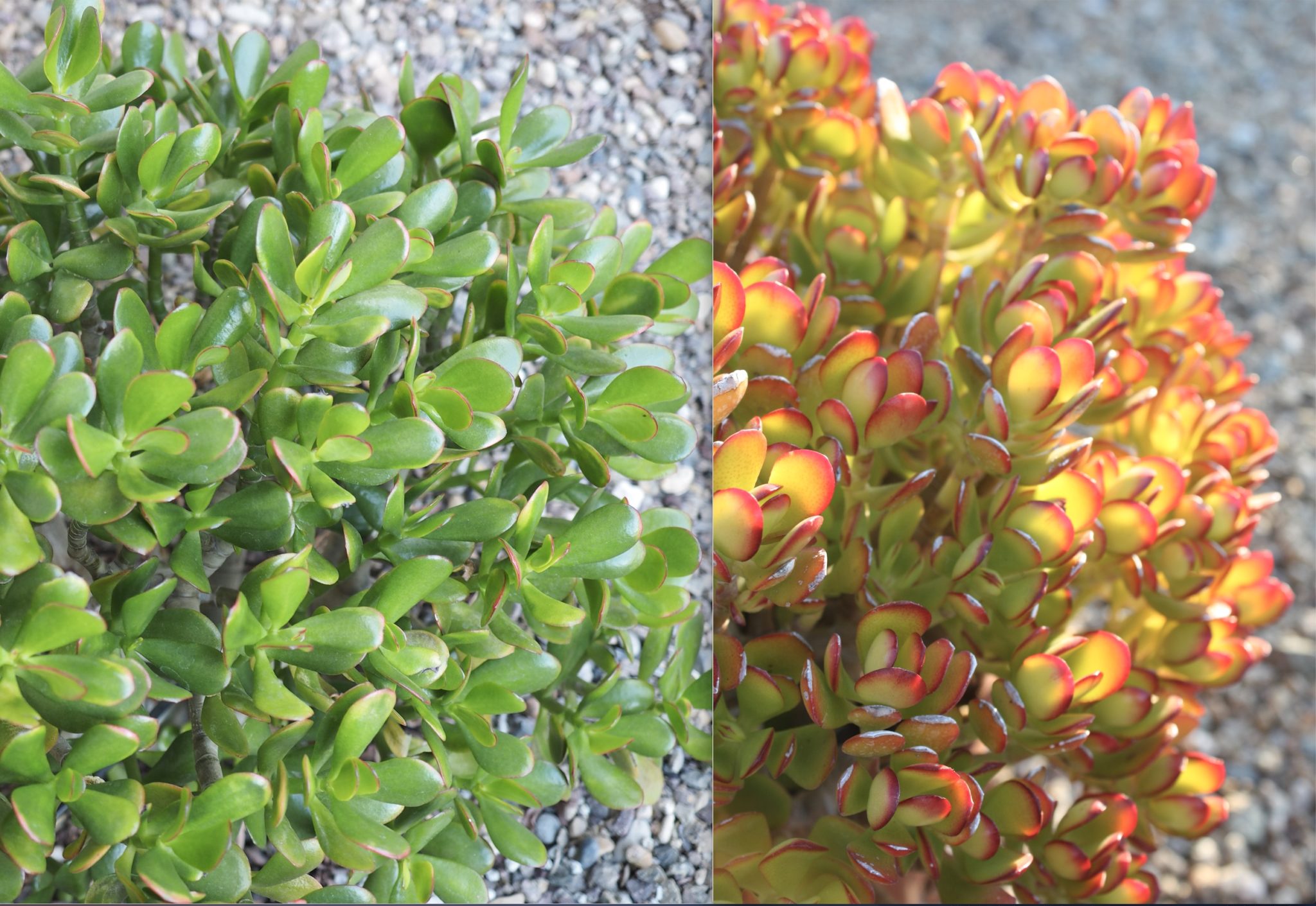 Stressed succulent, shade vs sun, jade plant (c) Debra Lee Baldwin 