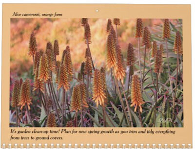 Aloe cameronii (orange form) in bloom and care tips (c) Debra Lee Baldwin