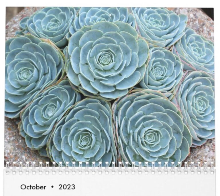 Two New Succulent Calendars Debra Lee Baldwin