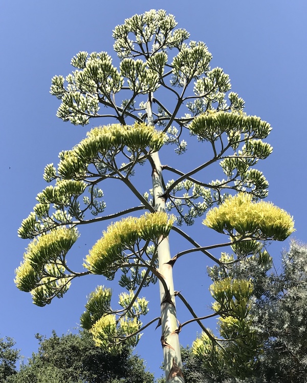 Flowers of Agave americana (century plant) Debra Lee Baldwin