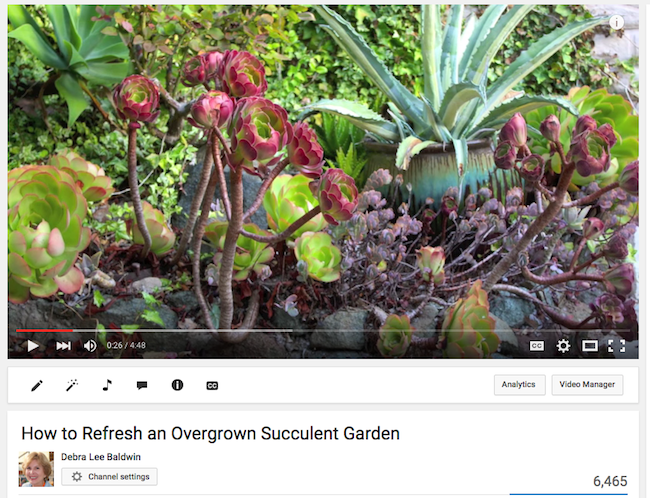 Debra shows how to trim and replant succulents