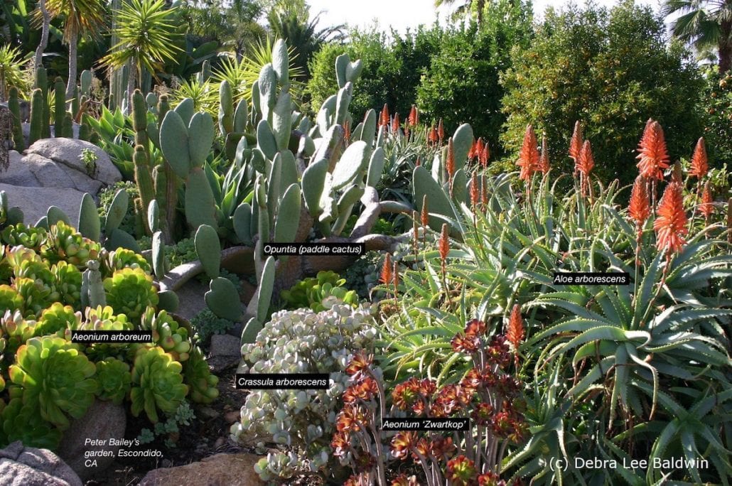 Succulent firebreak garden (c) Debra Lee Baldwin 