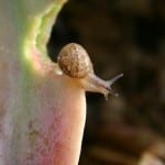 Snail on Succulent