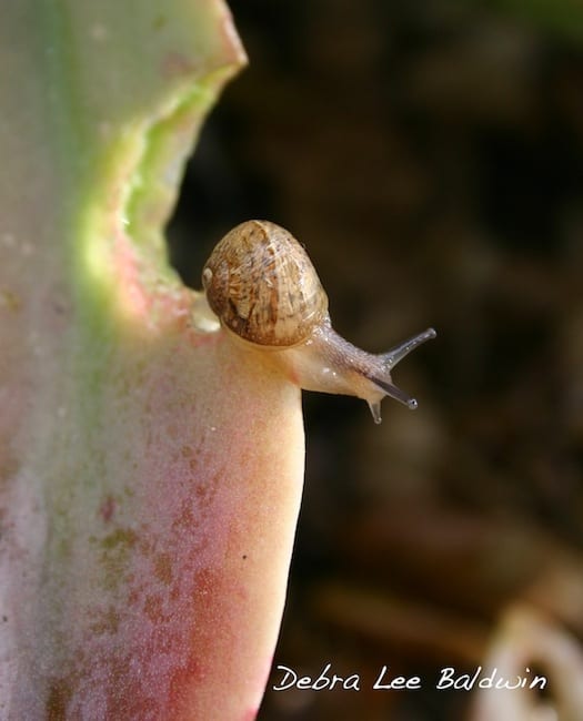 Snail on Succulent