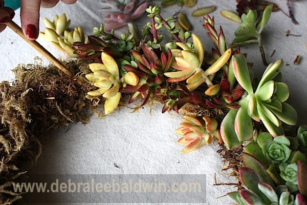 Make a Succulent Wreath, Step-By-Step