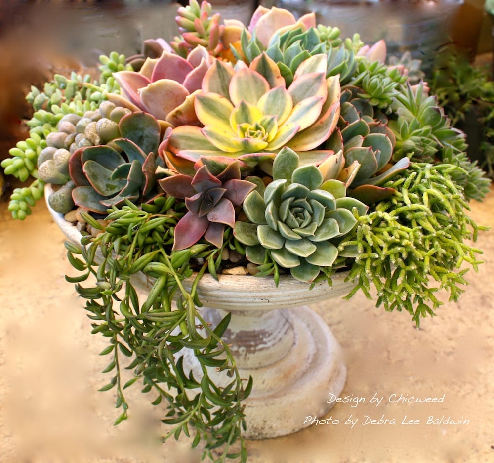 DIY Floral-Style Succulent Centerpiece Step-by-Step